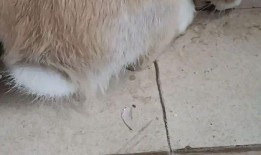 娱乐吃瓜小兔兔