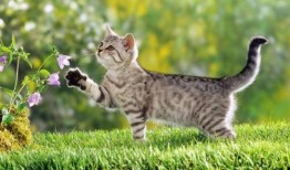 娱乐吃瓜酱社恐猫咪,社恐猫咪的娱乐吃瓜日常